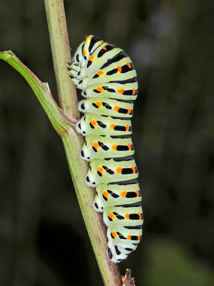 Bruco di Papilio machaon